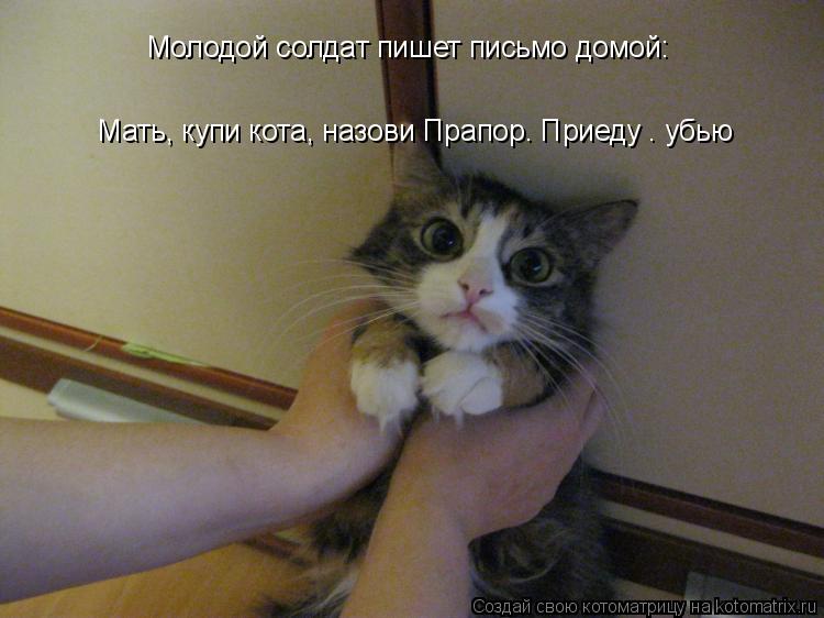Котоматрица: Молодой солдат пишет письмо домой:   «Мать, купи кота, назови Прапор. Приеду – убью»