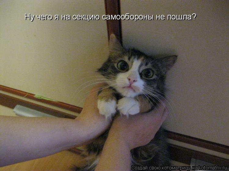 Котоматрица: Ну чего я на секцию самообороны не пошла?
