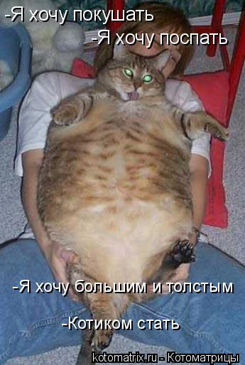 Котоматрица: -Я хочу покушать  -Я хочу поспать -Я хочу большим и толстым -Котиком стать