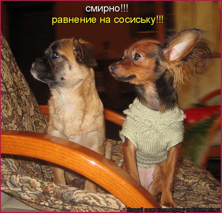 Котоматрица: смирно!!! равнение на сосиську!!!