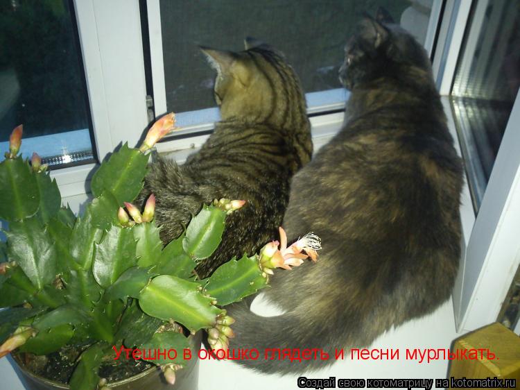 Котоматрица: Утешно в окошко глядеть и песни мурлыкать.