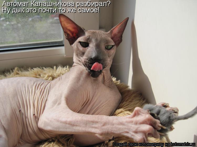 Котоматрица: Автомат Калашникова разбирал? Ну дык это почти то же самое!