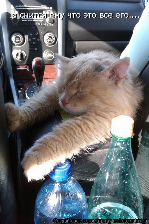 Котоматрица: а снится ему что это все его....
