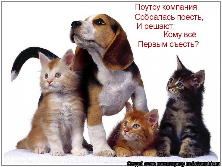 Котоматрица: Поутру компания Собралась поесть, И решают: Кому всё Первым съесть?