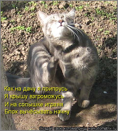 Котоматрица: Как на дачу я припрусь И на солышке играяя Блох вычёсывать начну Я крышу взгроможусь