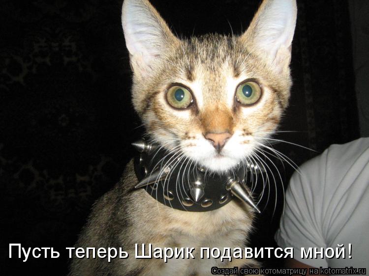 Котоматрица: Пусть теперь Шарик подавится мной!