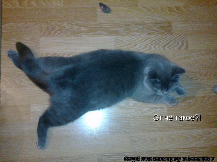 Котоматрица: Эт чё такое?!