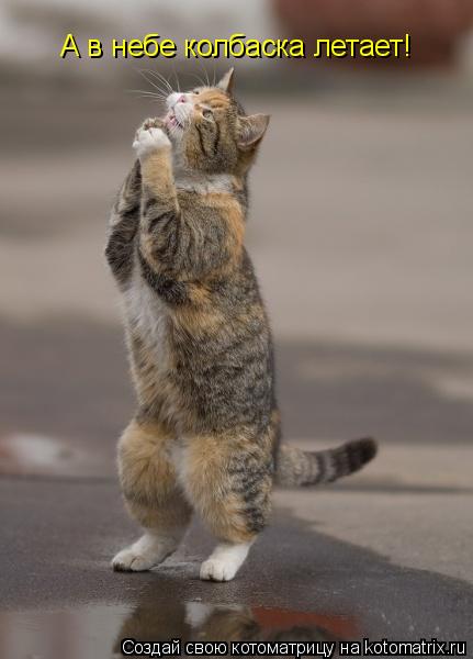 Котоматрица: А в небе колбаска летает!