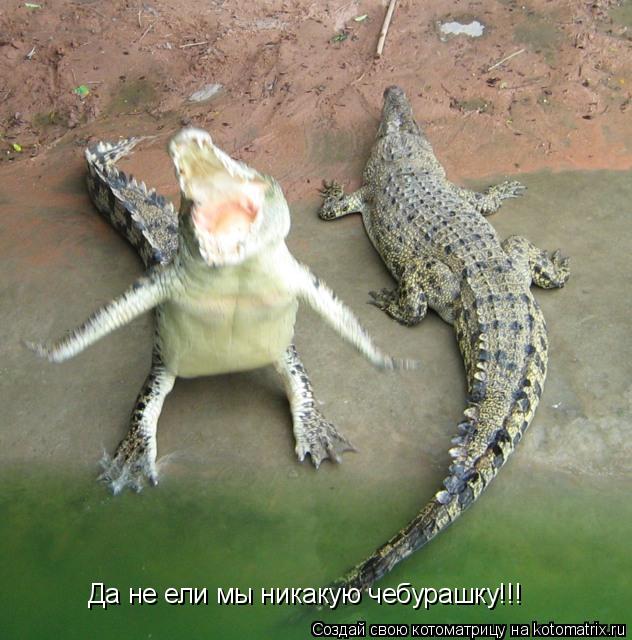 Котоматрица: Да не ели мы никакую чебурашку!!!