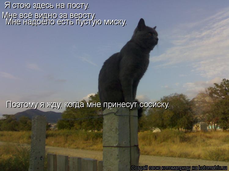 Котоматрица: Я стою здесь на посту. Мне всё видно за версту. Мне надоело есть пустую миску. Поэтому я жду, когда мне принесут сосиску.