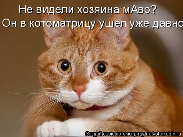 Не видели хозяина мАво? Он в котоматрицу ушел уже давно.... Котоматрица: Не видели хозяина мАво? Он в котоматрицу ушел уже давно.
