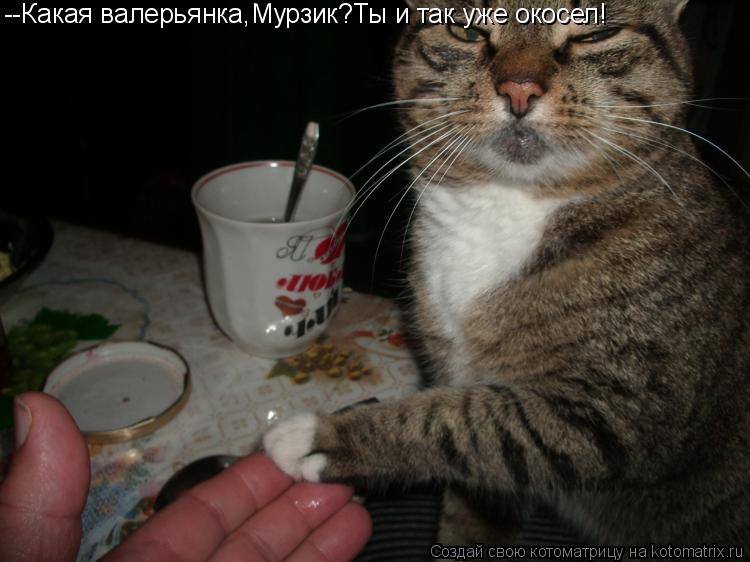 Котоматрица: --Какая валерьянка,Мурзик?Ты и так уже окосел!