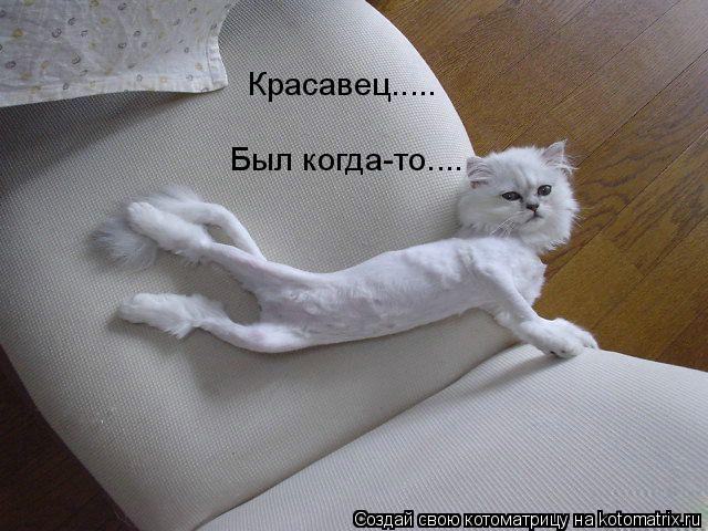 Красавец..... Был когда-то....... Котоматрица: Красавец..... Был когда-то....