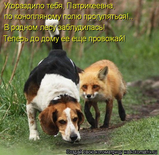 Угораздило тебя, Патрикеевна, по конопляному полю прогуляться!.. В родном лесу заблудилась! Теперь до... Котоматрица: Угораздило тебя, Патрикеевна, по конопляному полю прогуляться!.. В родном лесу заблудилась! Теперь до дому ее еще провожай!