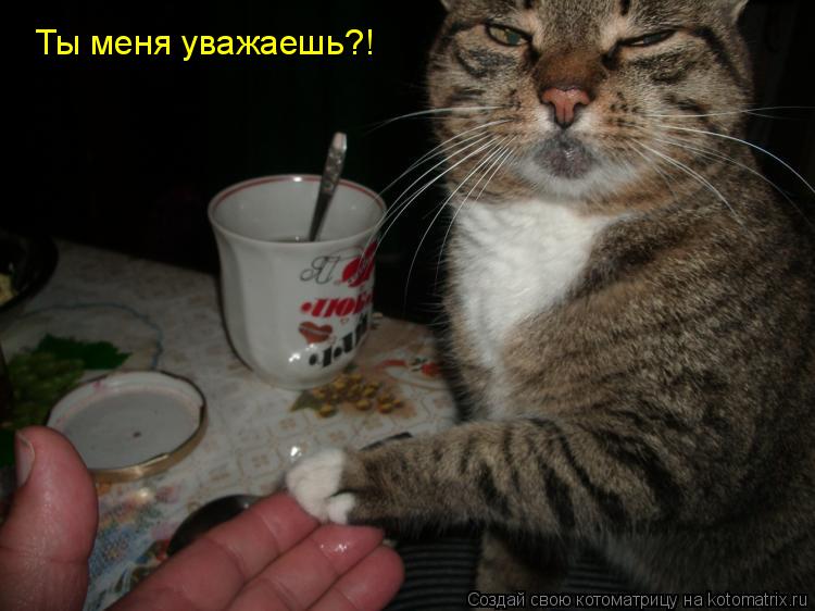 Ты меня уважаешь?!... Котоматрица: Ты меня уважаешь?!