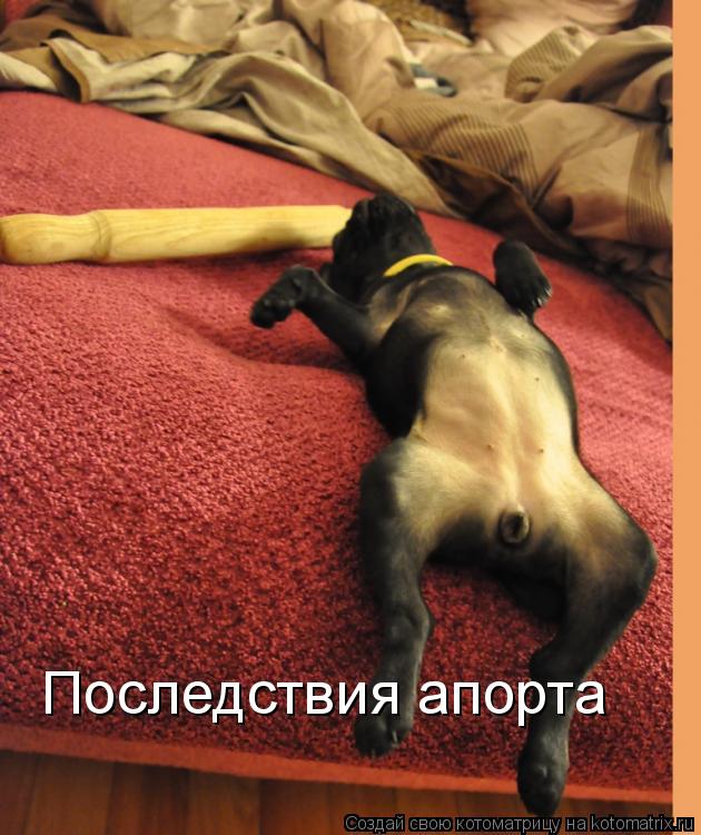 Котоматрица: Последствия апорта