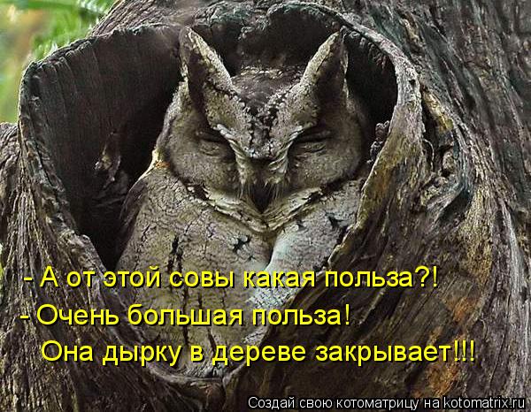 Котоматрица: - А от этой совы какая польза?! - Очень большая польза!  Она дырку в дереве закрывает!!!