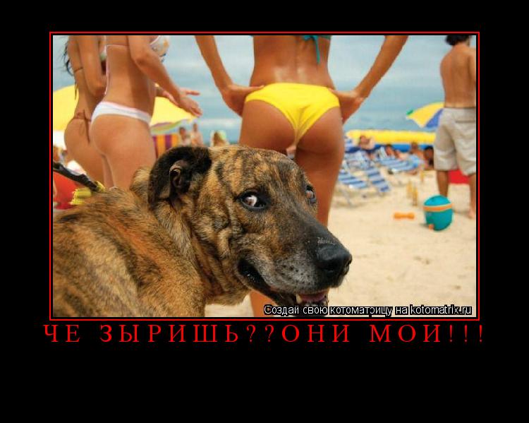 Котоматрица: Чё зыришь??Они Мои!!! 