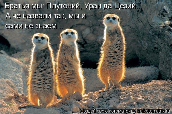 Котоматрица: Братья мы: Плутоний, Уран да Цезий... А че назвали так, мы и сами не знаем...