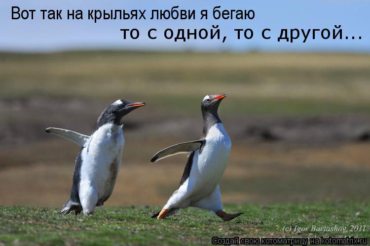 Вот так на крыльях любви я бегаю то с одной, то с другой...... Котоматрица: Вот так на крыльях любви я бегаю то с одной, то с другой...