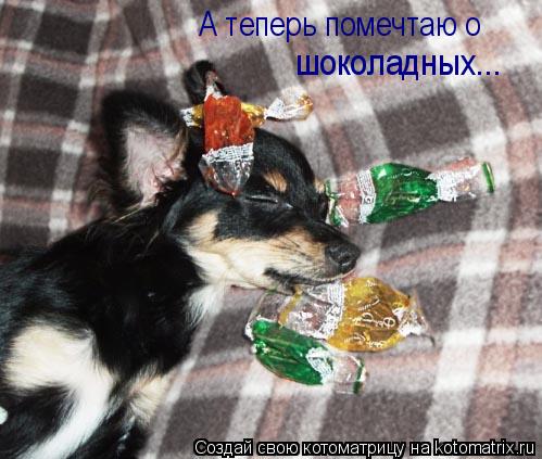 Котоматрица: А теперь помечтаю о  шоколадных...