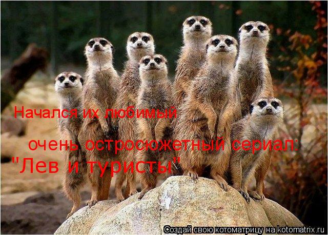 Котоматрица: "Лев и туристы" Начался их любимый  очень остросюжетный сериал: