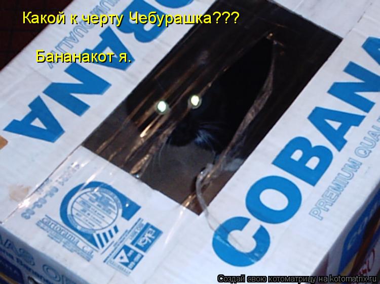Котоматрица: Какой к черту Чебурашка??? Бананакот я.