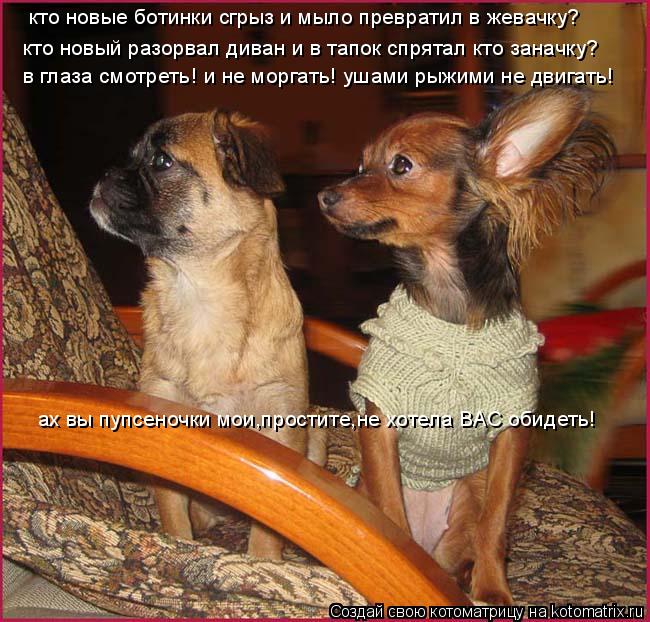 кто новые ботинки сгрыз и мыло превратил в жевачку? кто новые ботинки сгрыз и мыло превратил в жевачк... Котоматрица: кто новые ботинки сгрыз и мыло превратил в жевачку? кто новые ботинки сгрыз и мыло превратил в жевачку? кто новый разорвал диван и в тапок сп