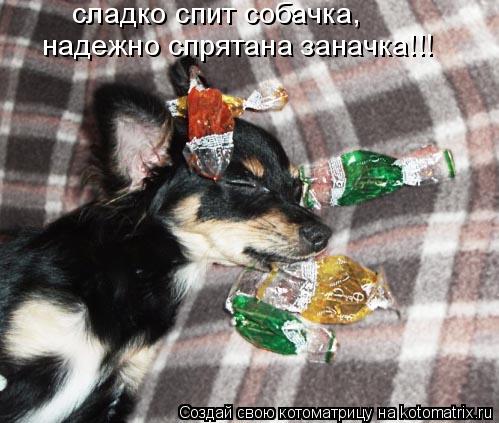 Котоматрица: сладко спит собачка, надежно спрятана заначка!!!