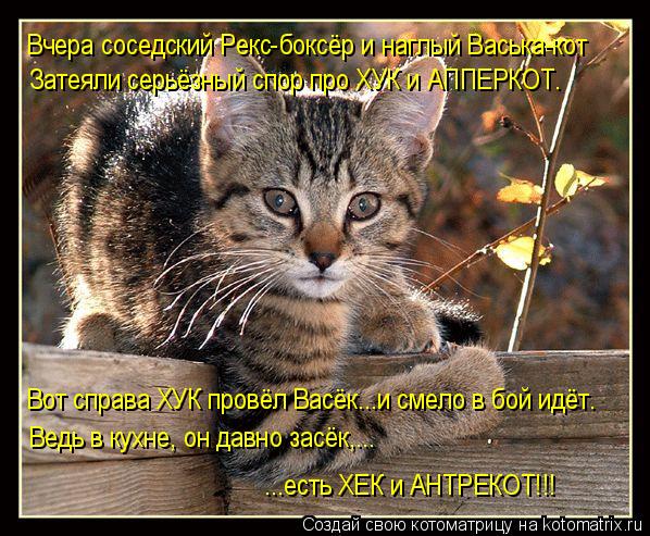 Вчера соседский Рекс-боксёр и наглый Васька-кот Затеяли серьёзный спор про ХУК и АППЕРКОТ. Вот справа... Котоматрица: Вчера соседский Рекс-боксёр и наглый Васька-кот Затеяли серьёзный спор про ХУК и АППЕРКОТ. Вот справа ХУК провёл Васёк...и смело в бой идёт. ..