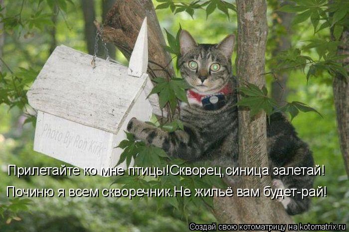Котоматрица: Прилетайте ко мне птицы!Скворец,синица залетай! Починю я всем скворечник.Не жильё вам будет-рай!