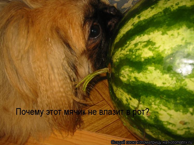 Котоматрица: Почему этот мячик не влазит в рот?