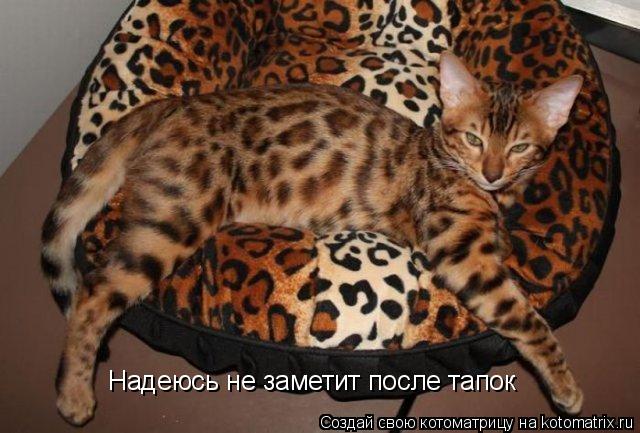 Котоматрица: Надеюсь не заметит после тапок