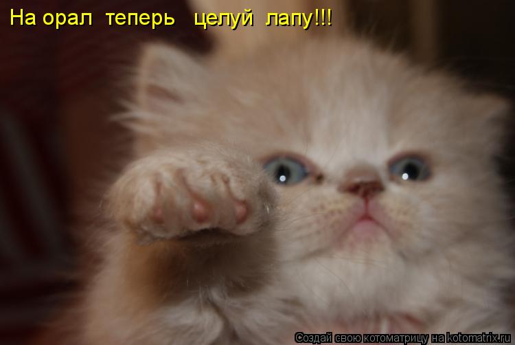 Котоматрица: На орал  теперь   целуй  лапу!!!