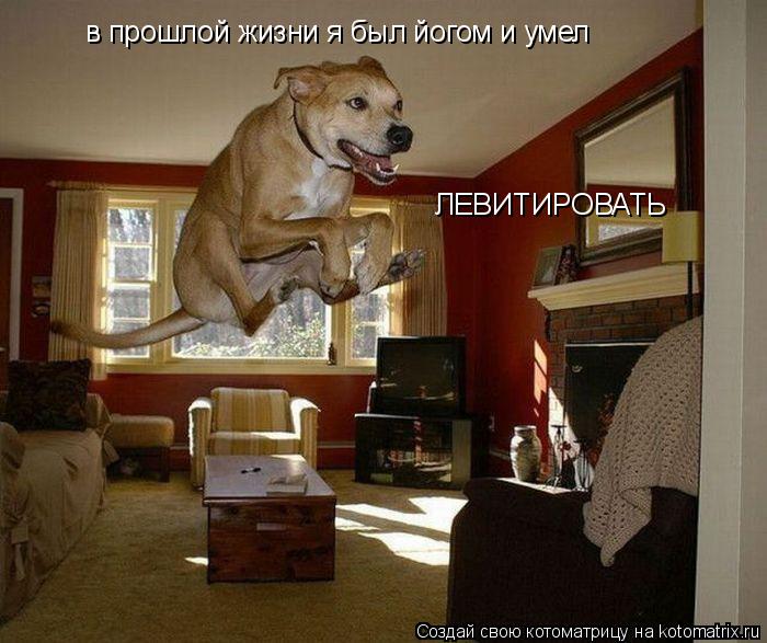 Котоматрица: в прошлой жизни я был йогом и умел  ЛЕВИТИРОВАТЬ