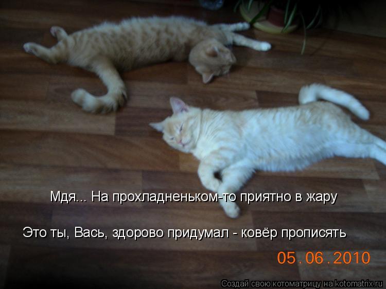 Котоматрица: Мдя... На прохладненьком-то приятно в жару Это ты, Вась, здорово придумал - ковёр прописять