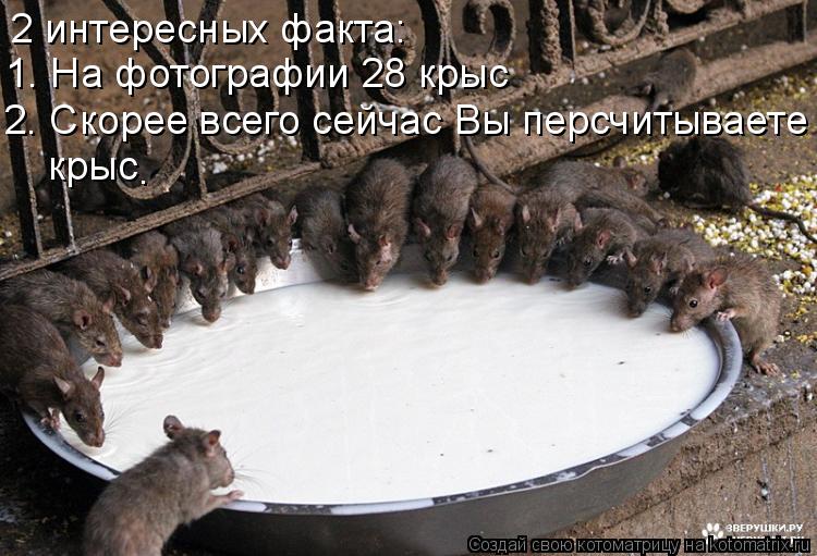 2 интересных факта: 1. На фотографии 28 крыс 2. Скорее всего сейчас Вы персчитываете крыс .... Котоматрица: 2 интересных факта: 1. На фотографии 28 крыс 2. Скорее всего сейчас Вы персчитываете крыс .