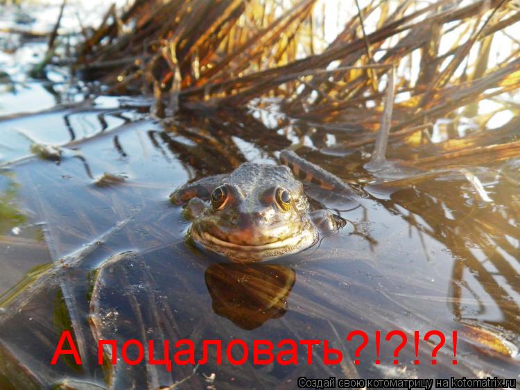 А поцаловать?!?!?!... Котоматрица: А поцаловать?!?!?!