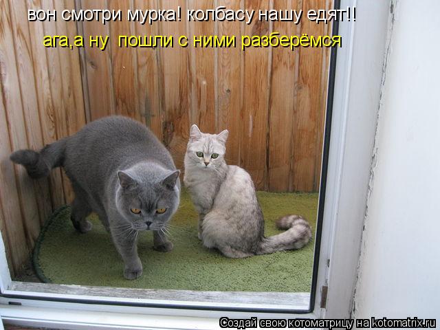 Котоматрица: вон смотри мурка! колбасу нашу едят!! ага,а ну  пошли с ними разберёмся