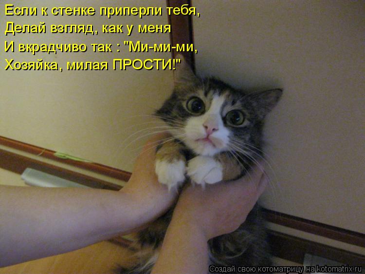 Котоматрица: Если к стенке приперли тебя, Делай взгляд, как у меня И вкрадчиво так : "Ми-ми-ми, Хозяйка, милая ПРОСТИ!"