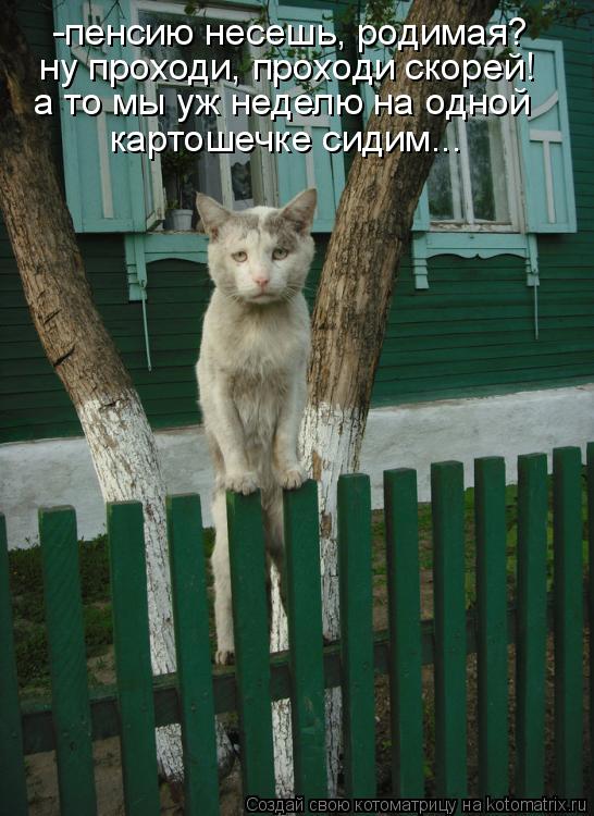 Котоматрица: -пенсию несешь, родимая? ну проходи, проходи скорей! а то мы уж неделю на одной картошечке сидим...