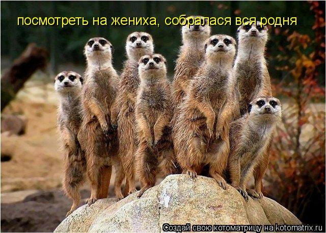 Котоматрица: посмотреть на жениха, собралася вся родня