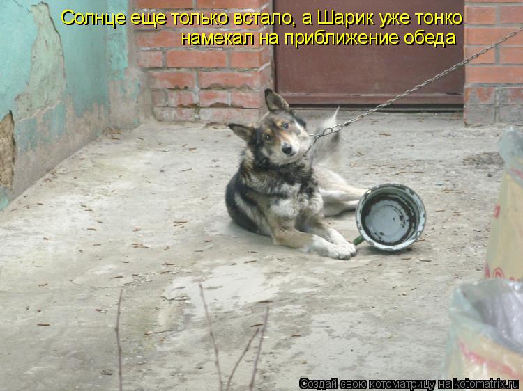Котоматрица: Солнце еще только встало, а Шарик уже тонко Солнце еще только встало, а Шарик уже тонко намекал на приближение обеда намекал на приближение 