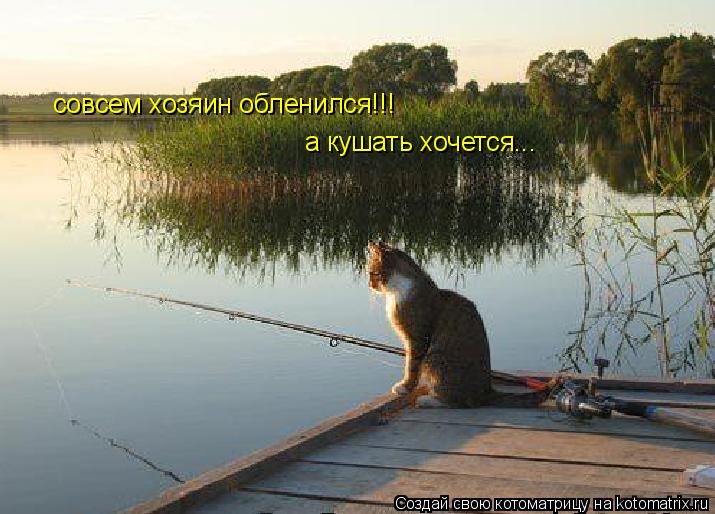совсем хозяин обленился!!! а кушать хочется...... Котоматрица: совсем хозяин обленился!!! а кушать хочется...