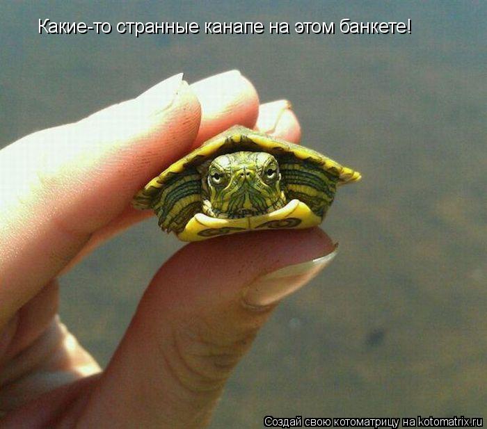 Котоматрица: Какие-то странные канапе на этом банкете!