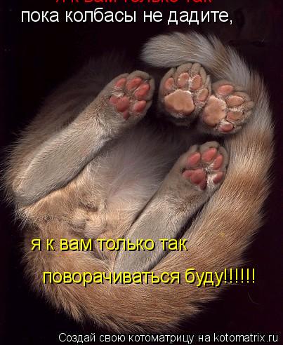 Котоматрица: пока колбасы не дадите, я к вам только так я к вам только так поворачиваться буду!!!!!!