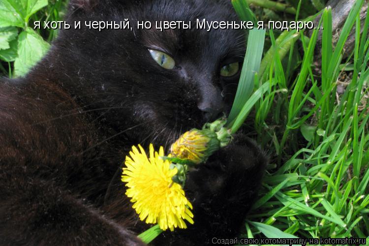 Котоматрица: я хоть и черный, но цветы Мусеньке я подарю...