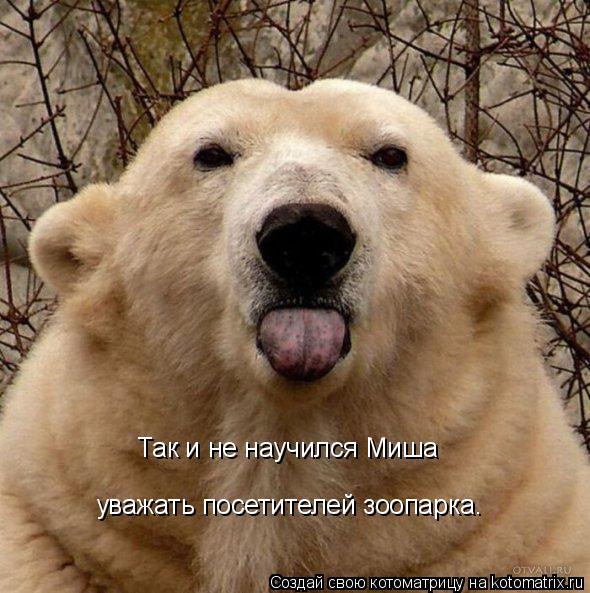 Так и не научился Миша уважать посетителей зоопарка.... Котоматрица: Так и не научился Миша уважать посетителей зоопарка.