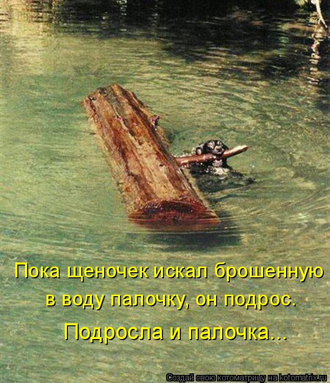 Котоматрица: в воду палочку, он подрос. Пока щеночек искал брошенную Подросла и палочка...