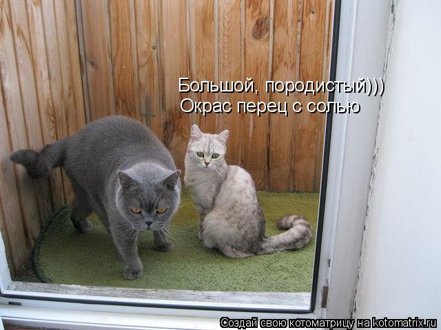 Котоматрица: Большой, породистый))) Окрас перец с солью